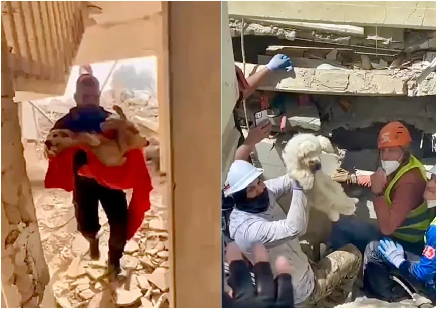 Zəlzələdən sonra itkin düşən ev heyvanları sahiblərinə qaytarılır-FOTO