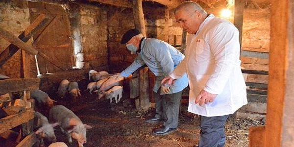 Donuz təsərrüfatlarında yoxlamalar keçiriləcək