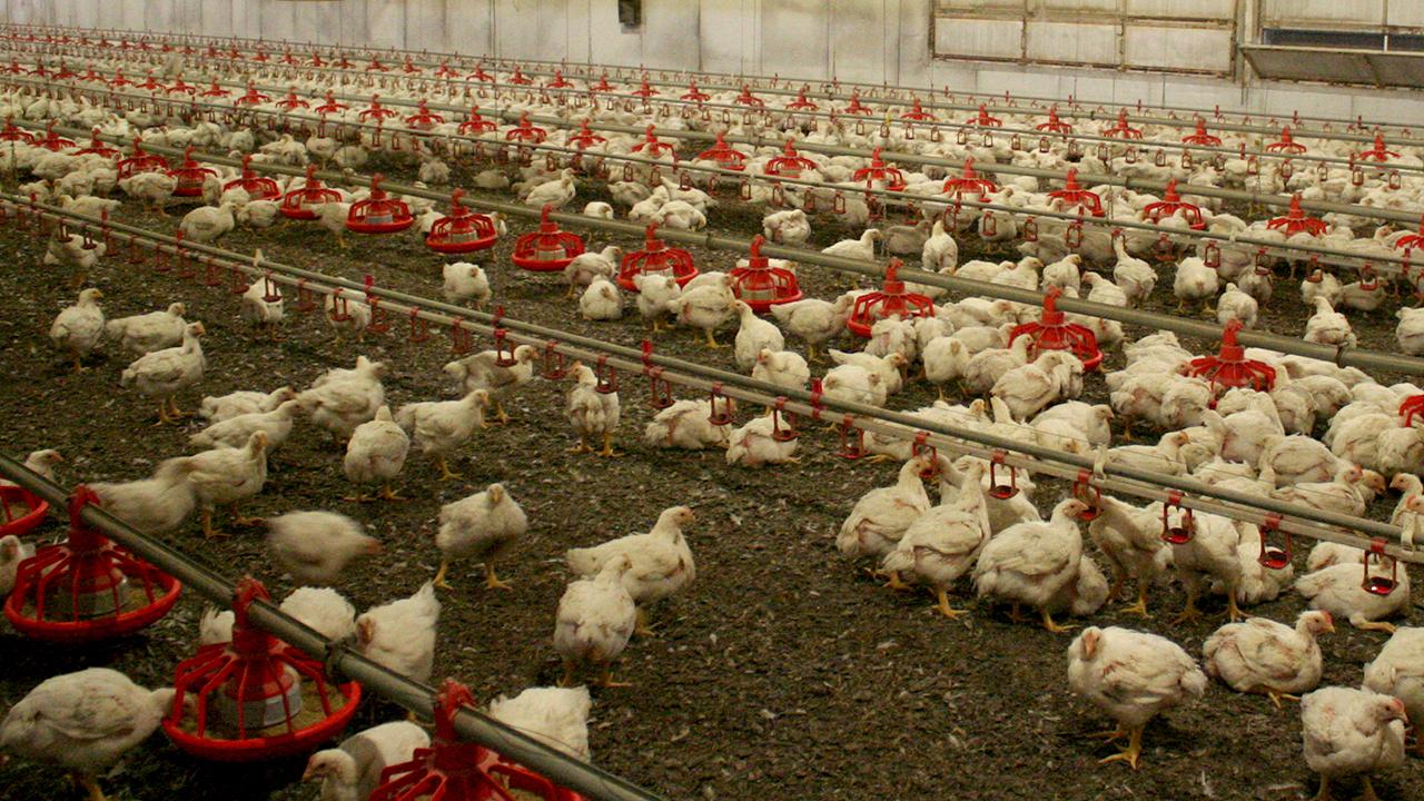 Avstraliyada quş qripi yayılır: Yeni qadağa tətbiq edildi